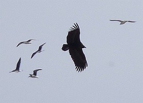 Black Vulture  - Aegypius monachus © John Muddeman